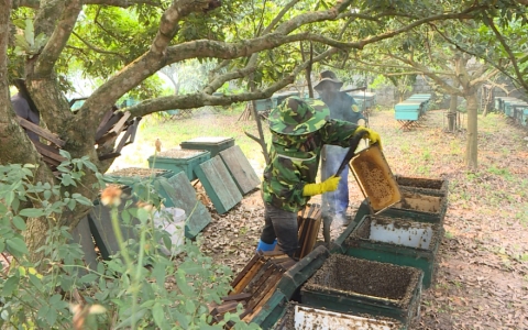 Nuôi ong lấy mật – Vừa làm giàu vừa “nuôi” hệ sinh thái