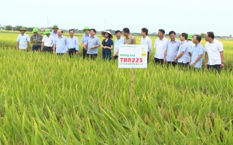 Thường trực Tỉnh ủy Thái Bình sẽ xem xét để Tập đoàn Thaibinhseed đầu tư xây dựng nhà máy chế biến gạo theo công nghệ Nhật Bản