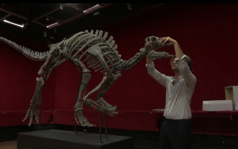 Đấu giá hóa thạch xương khủng long gần như nguyên vẹn