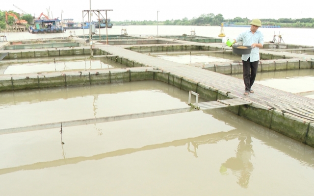Mô hình nuôi cá trên sông cho hiệu quả kinh tế cao