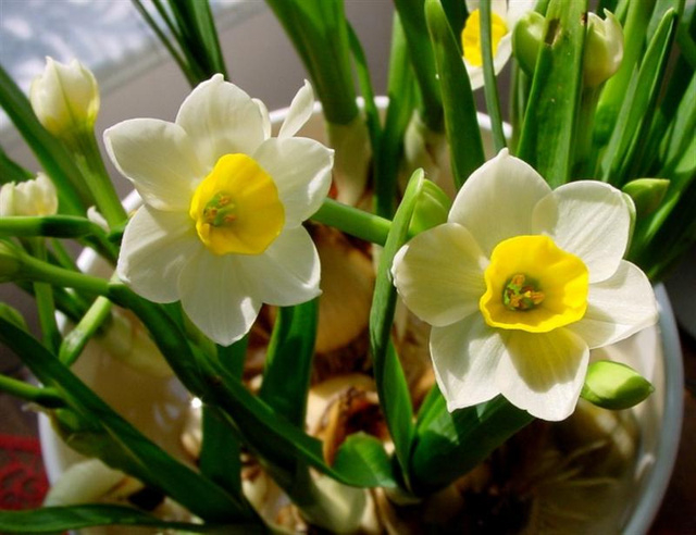 5 loài hoa đẹp và ý nghĩa bày phòng khách dịp Tết - Đài Phát Thanh và  Truyền Hình Thái Bình
