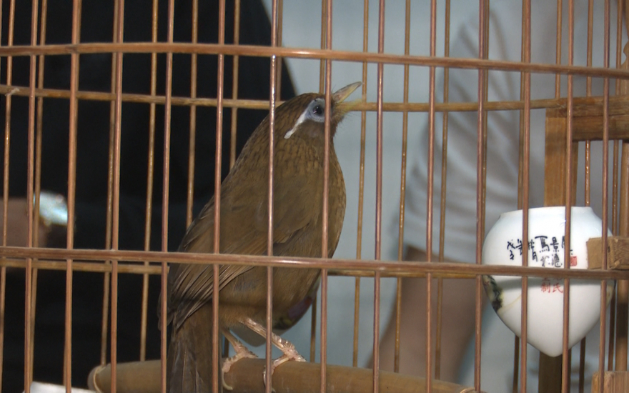 Kỹ thuật nuôi và chăm sóc chim Họa Mi hót cực hay