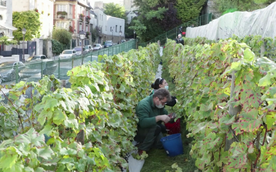 Mùa thu hoạch nho ở Montmartre