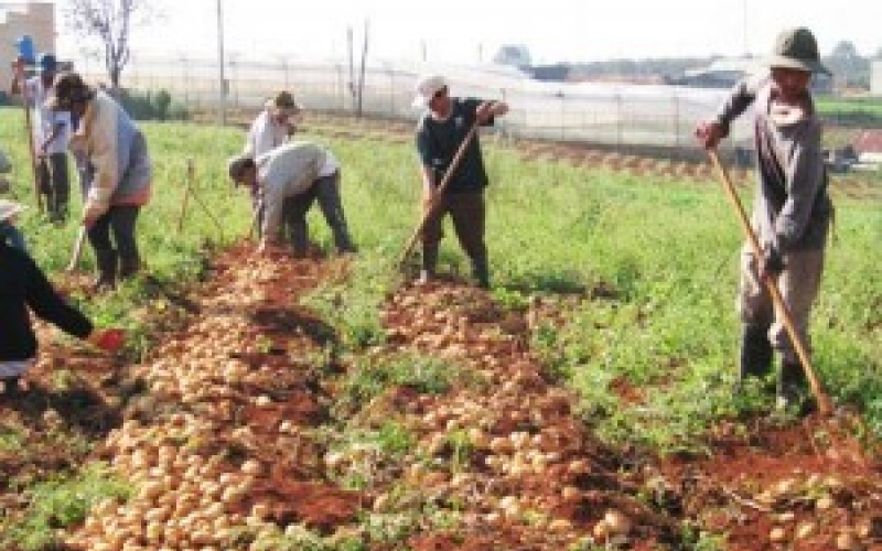 Thu hoạch và bảo quản khoai tây